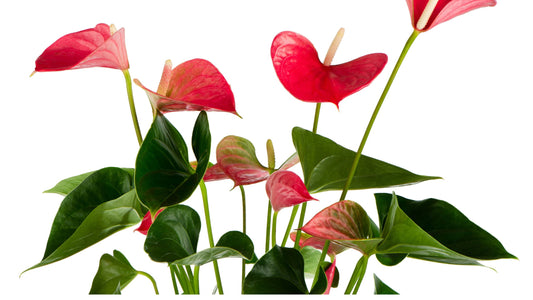 Anthurium