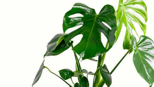 Mini Monstera (Rhaphidophora tetrasperma)