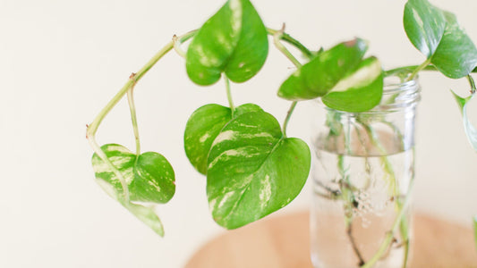 Pothos (Devil's Ivy)