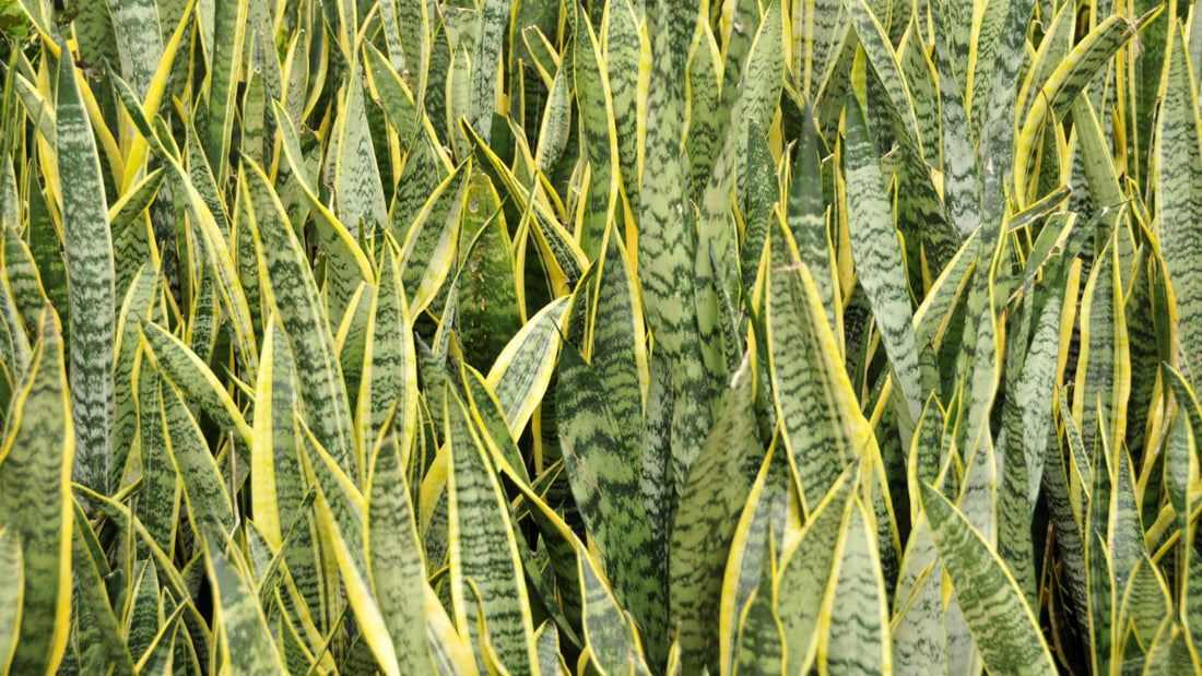 Snake Plant