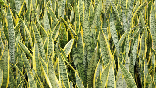 Snake Plant