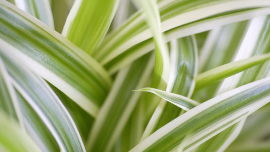 Spider Plant