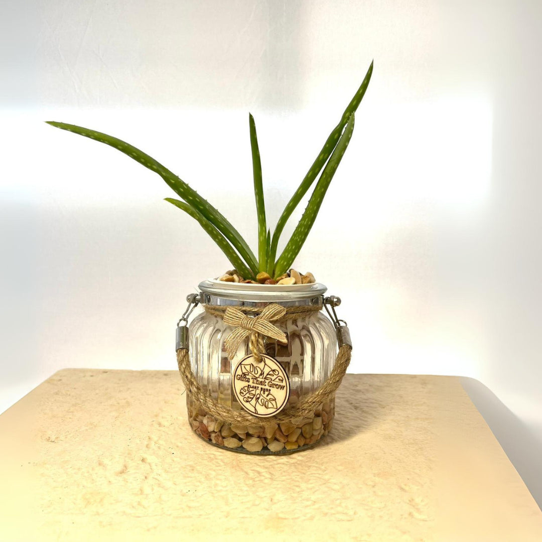 aloe vera plant gift Aloe Vera | Gifts That Grow