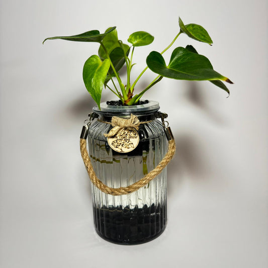 Anthurium