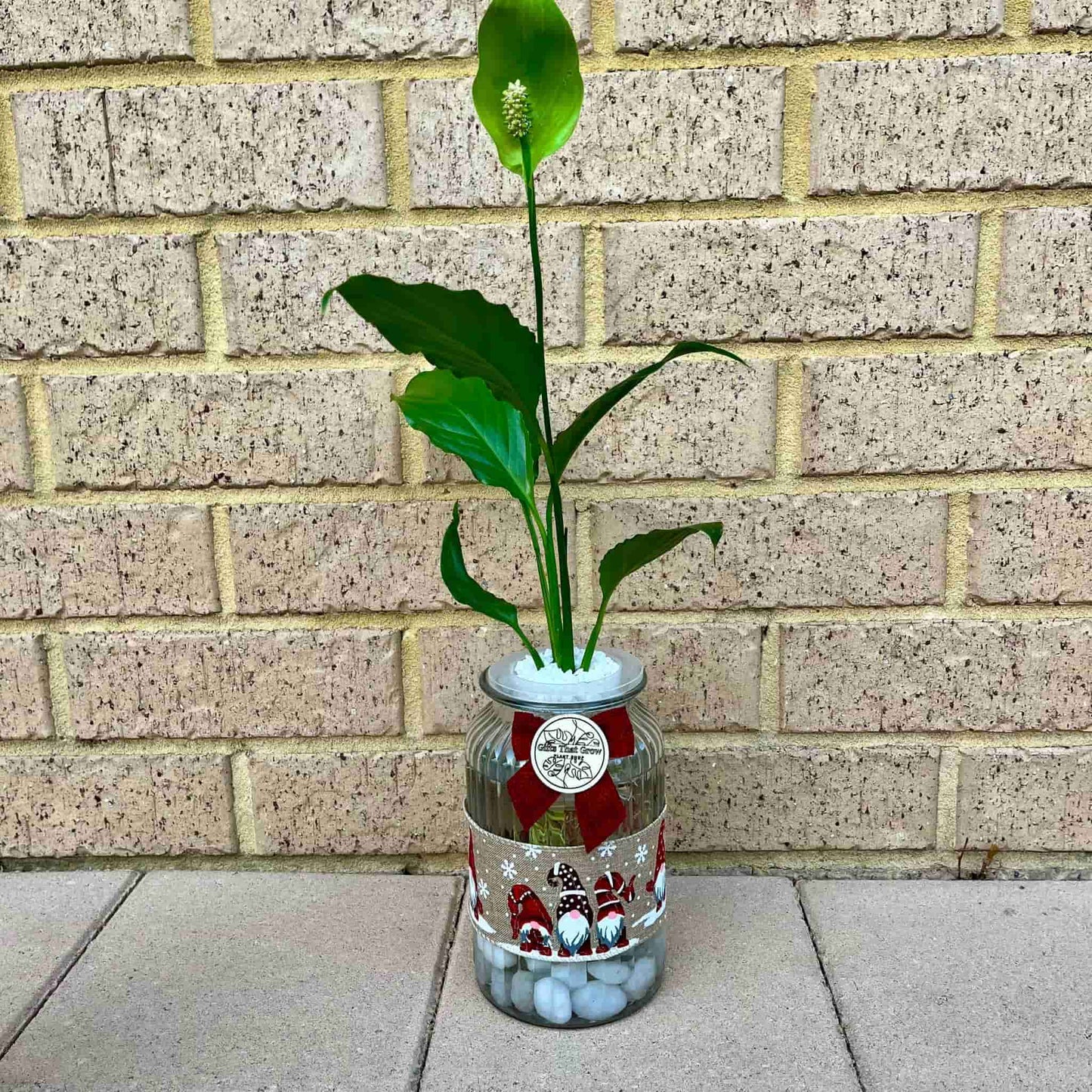 Peace Lily - Christmas Edition