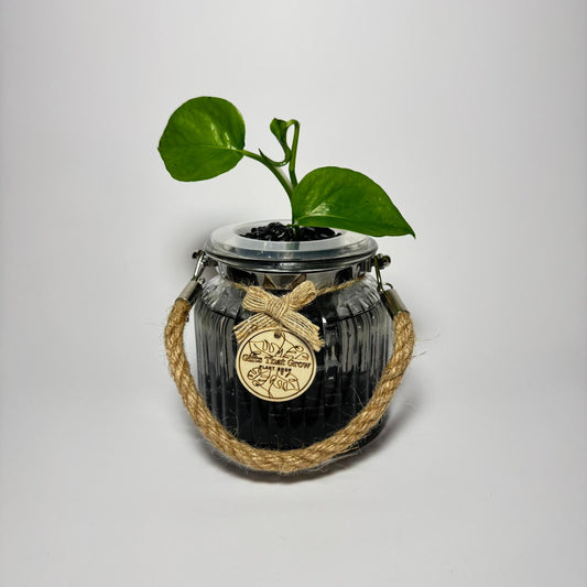 Pothos (Epipremnum aureum)