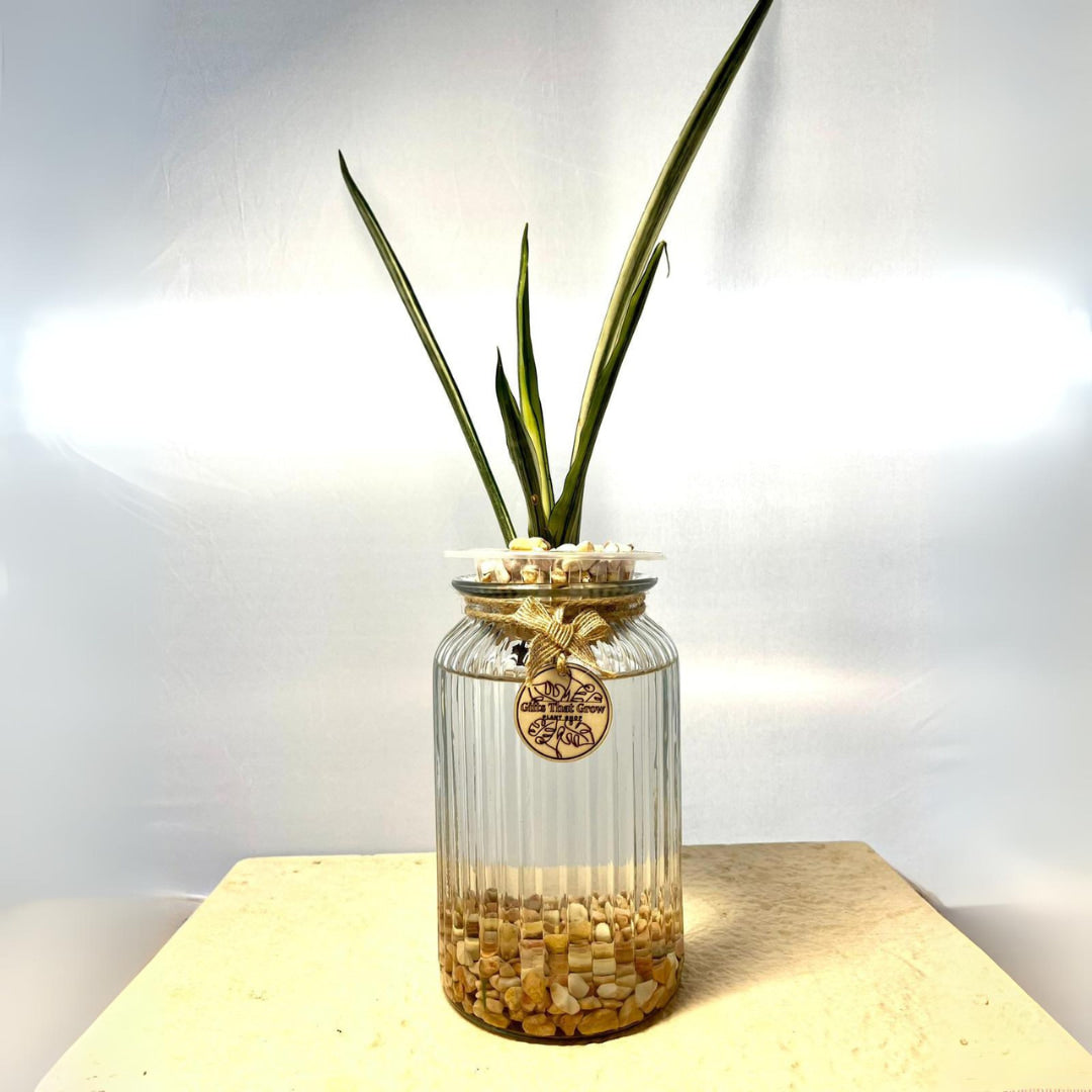 Snake Plant (Dracaena Trifasciata)