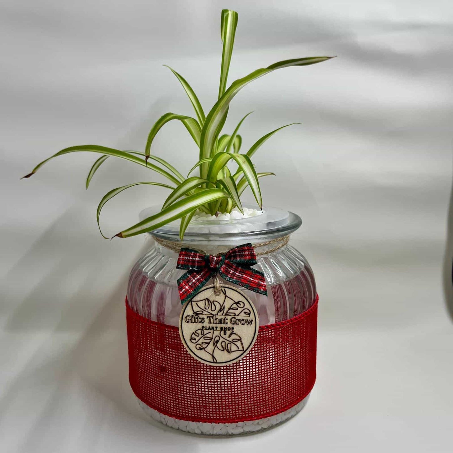 Spider Plant Green - Christmas Edition