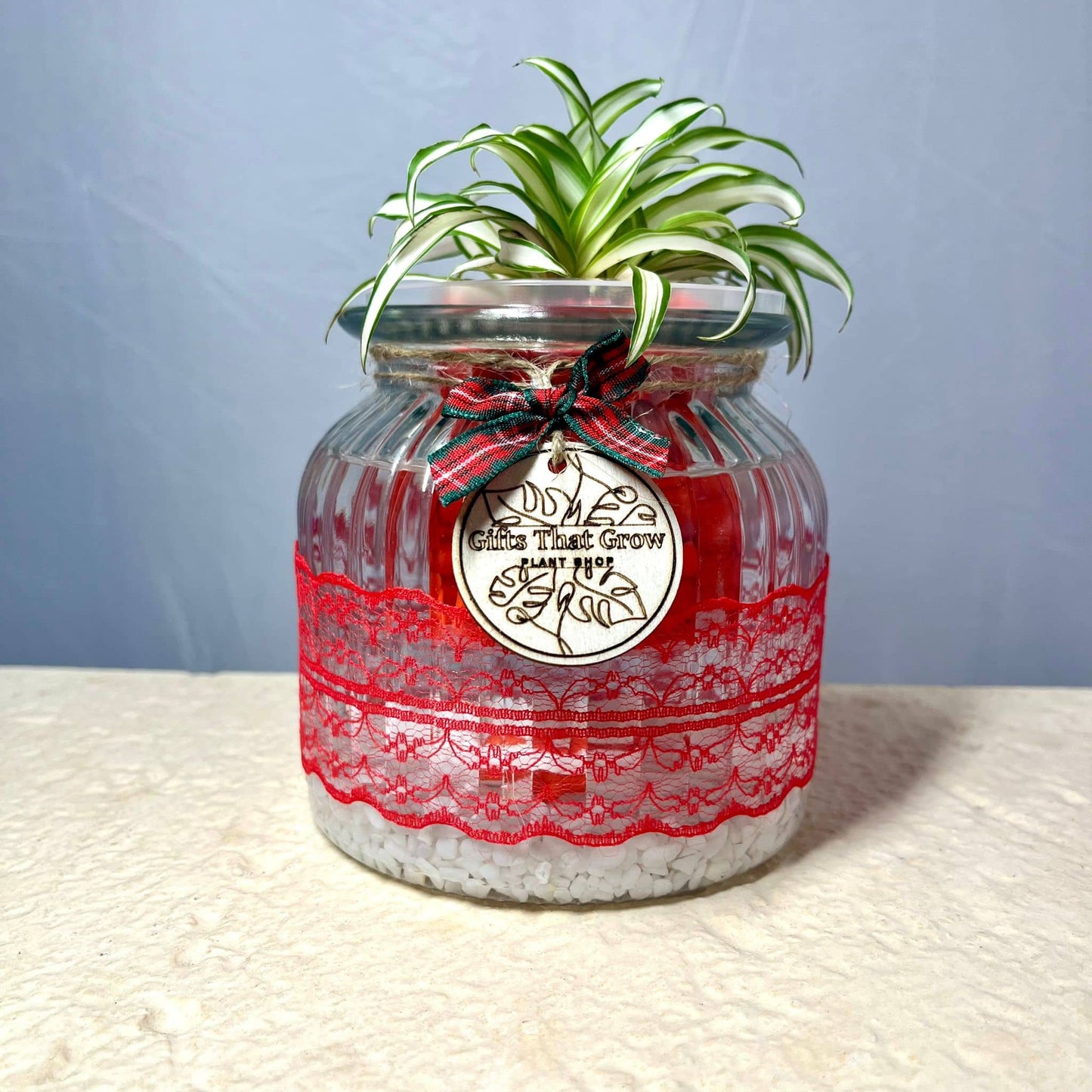Spider Plant Green - Christmas Edition