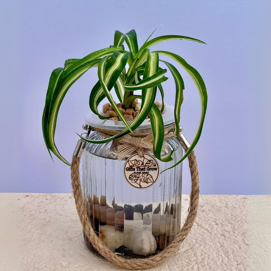 buy a spider plant online Spider Plant (Chlorophytum comosum)| Gifts That Grow