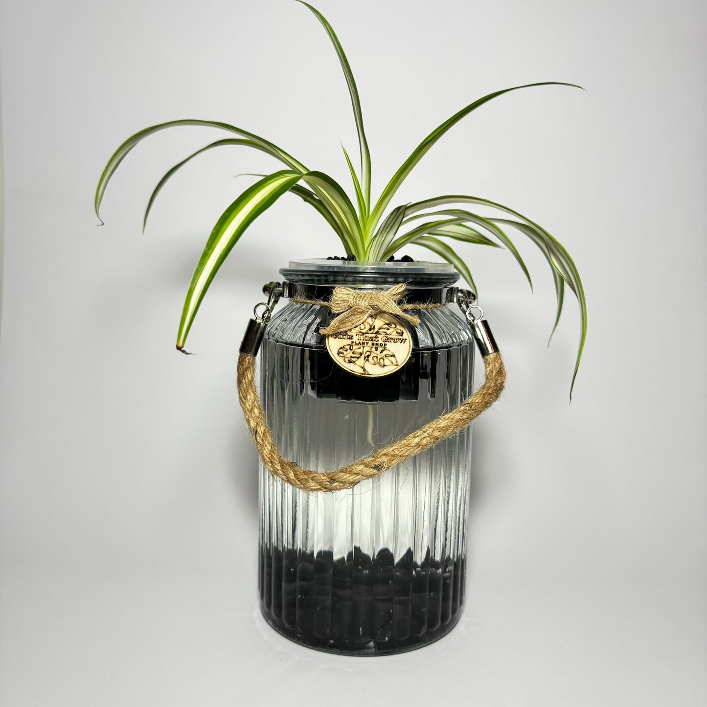 Spider Plant White & Green (Chlorophytum Comosum)