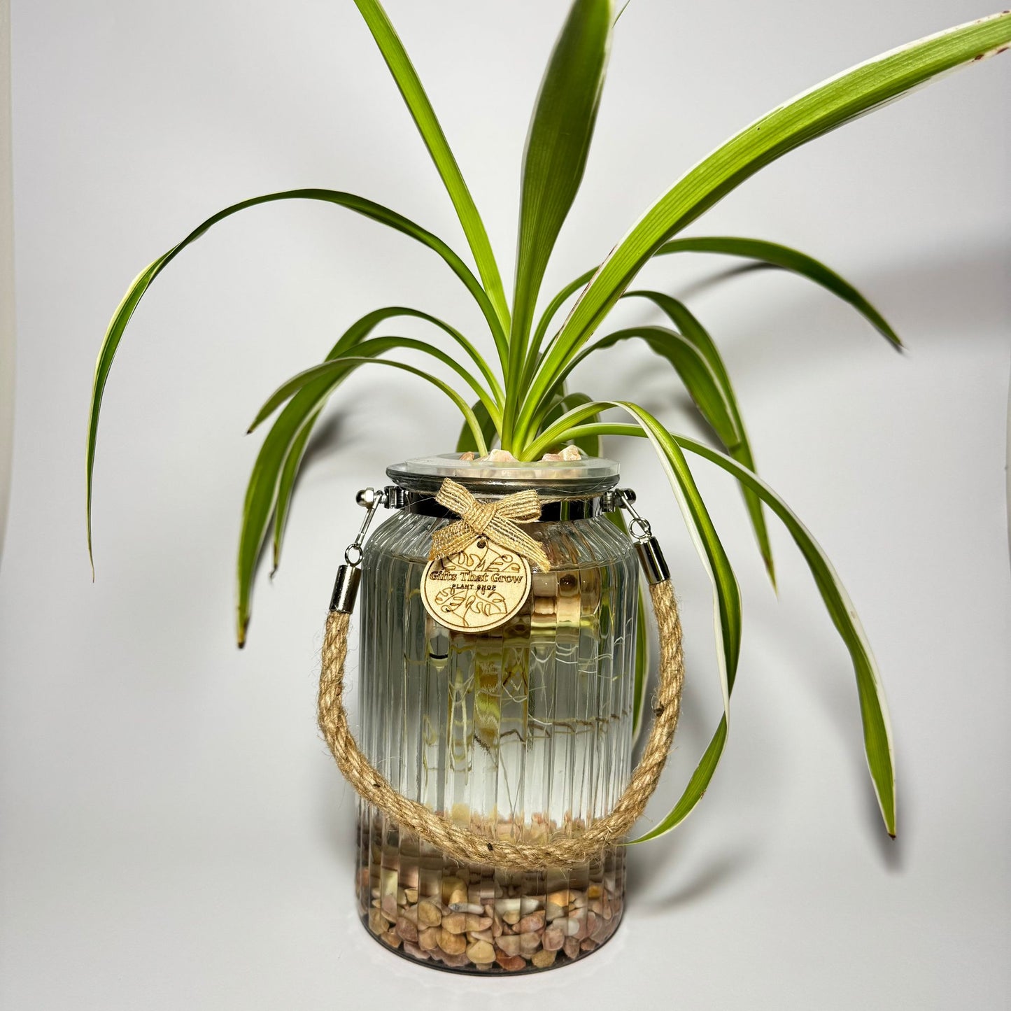 Spider Plant White & Green (Chlorophytum Comosum)