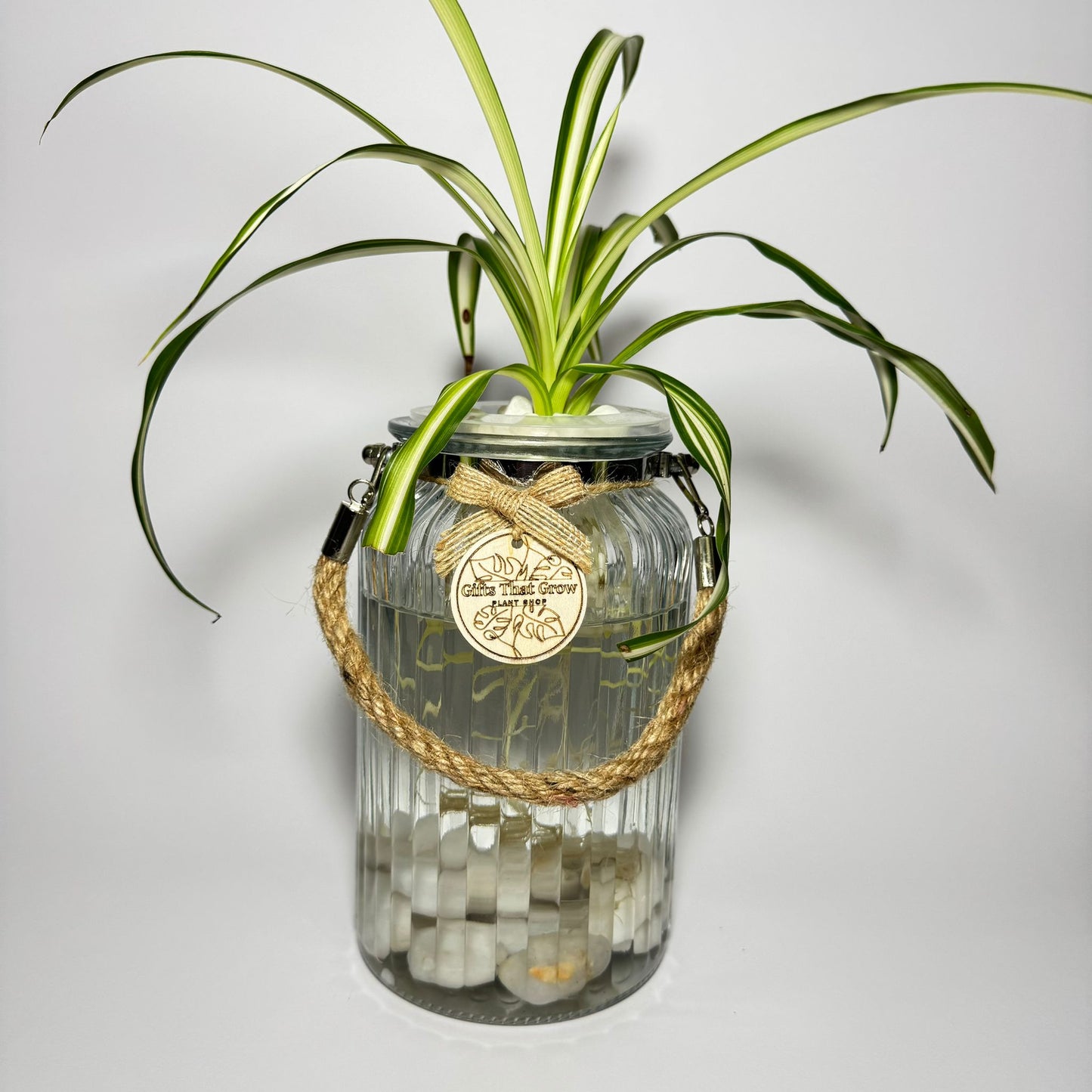 Spider Plant White & Green (Chlorophytum Comosum)