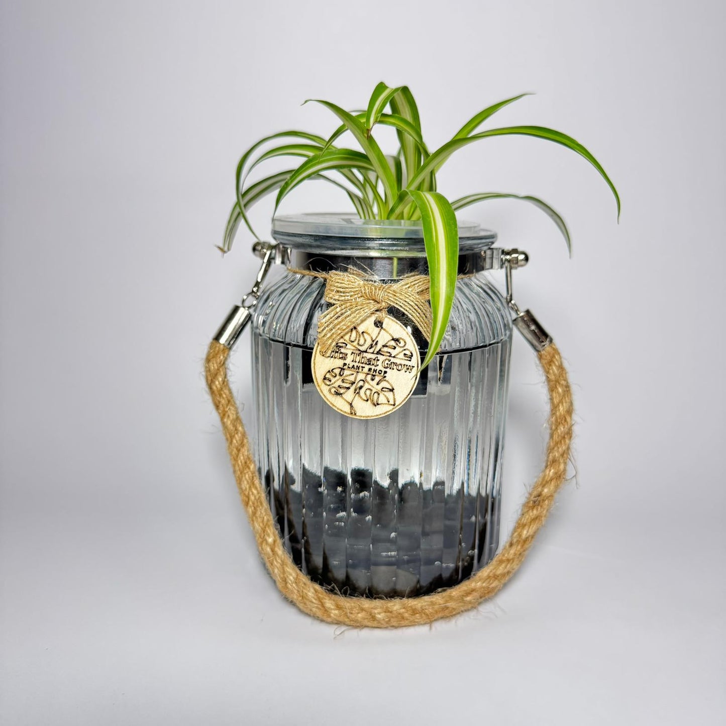 Spider Plant White & Green (Chlorophytum Comosum)