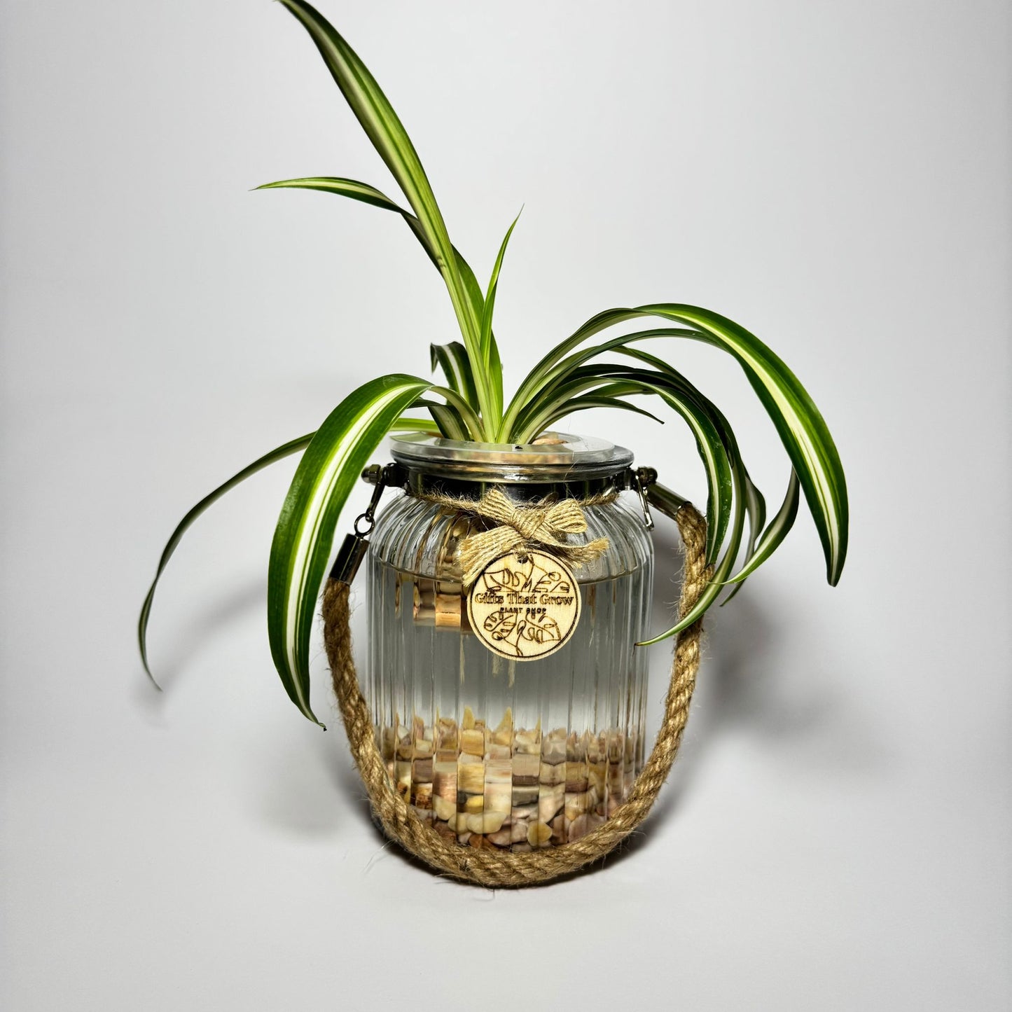Spider Plant White & Green (Chlorophytum Comosum)