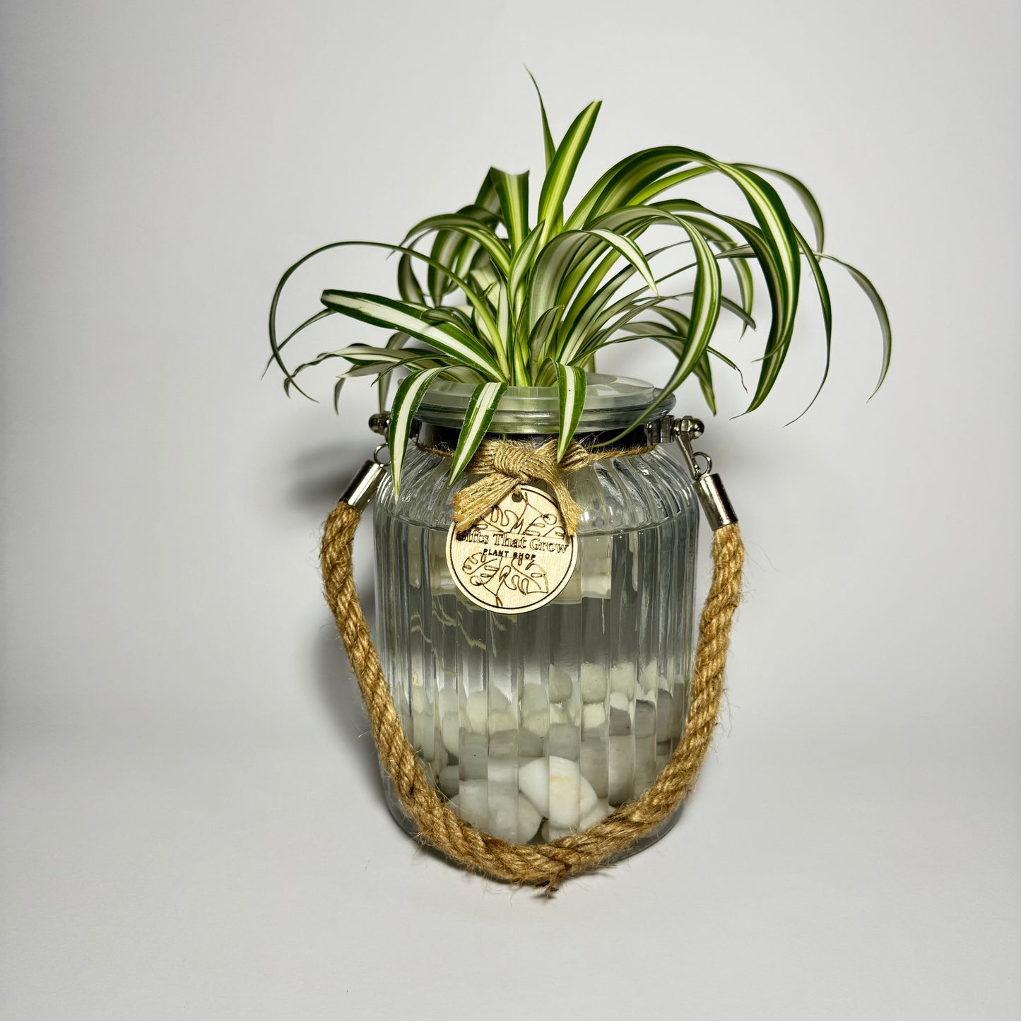 Spider Plant White & Green (Chlorophytum Comosum)