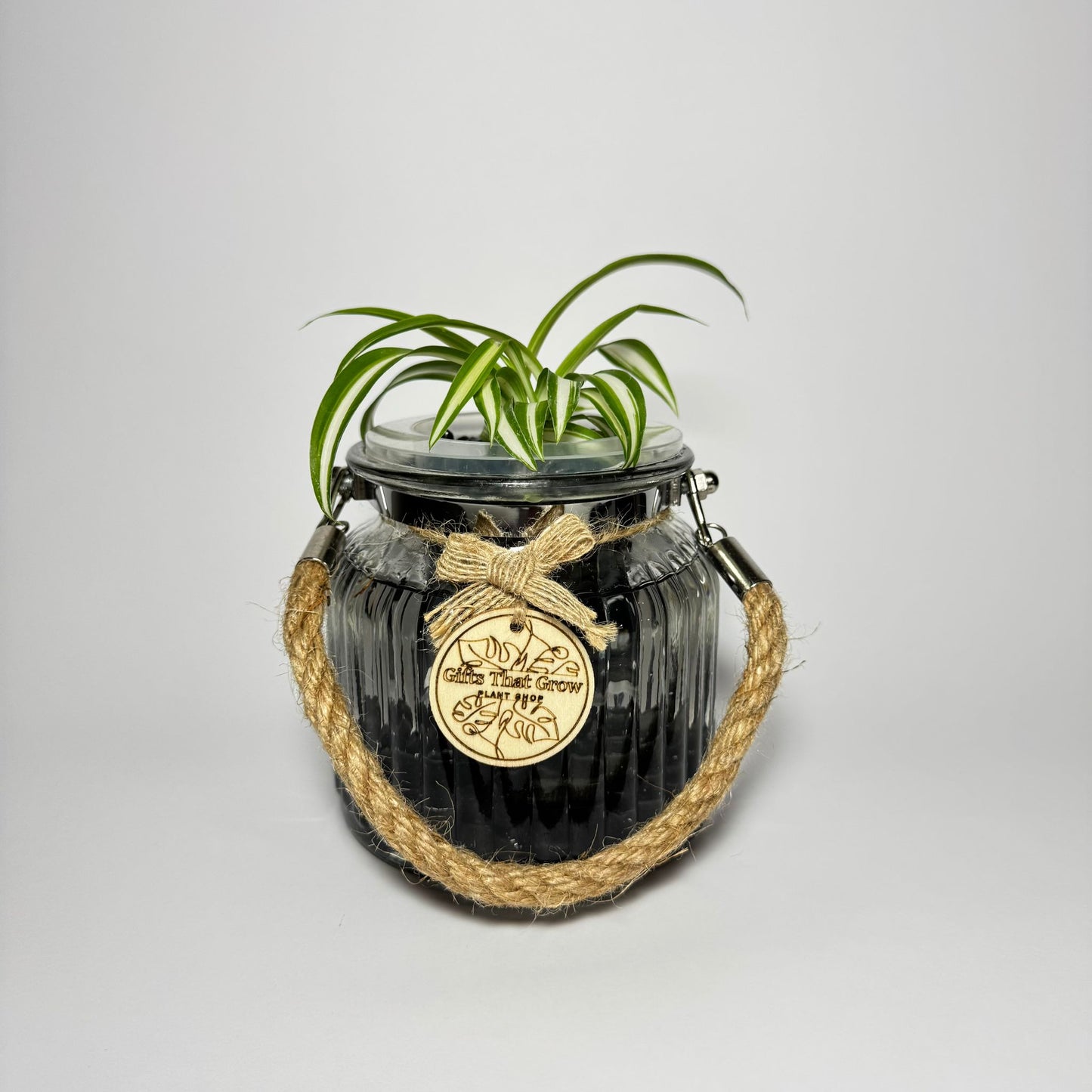 Spider Plant White & Green (Chlorophytum Comosum)