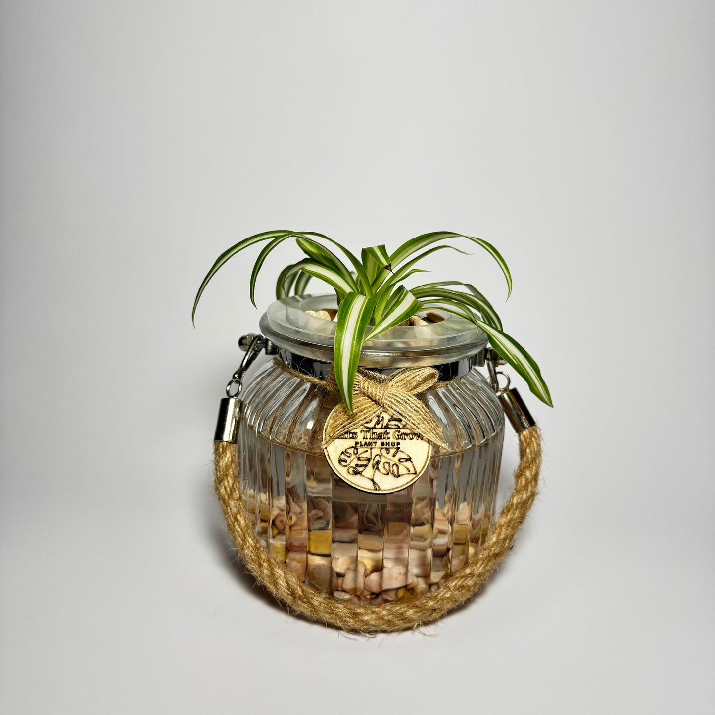 Spider Plant White & Green (Chlorophytum Comosum)