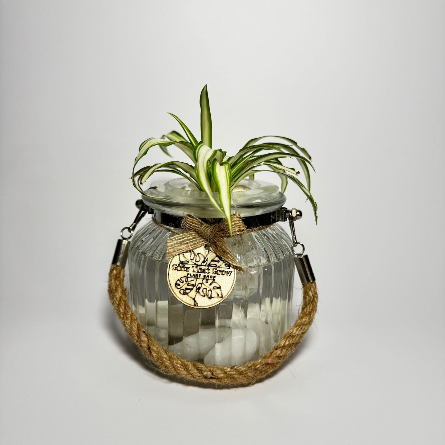Spider Plant White & Green (Chlorophytum Comosum)