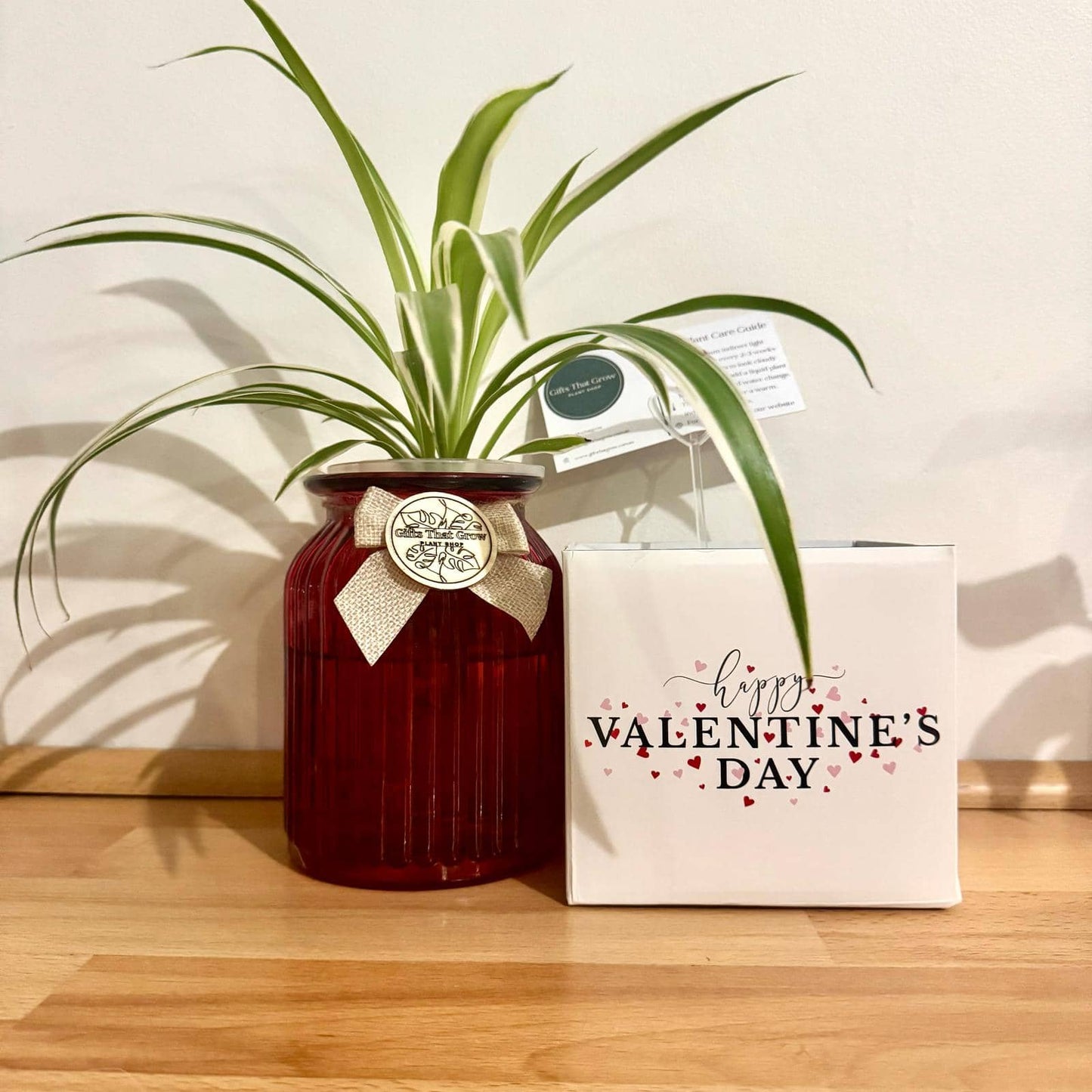 Hydro Plant Gift - Valentines Edition