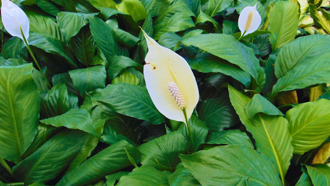 Peace Llily Spathiphyllum Sp