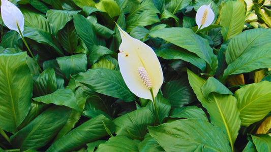 Peace Llily Spathiphyllum Sp