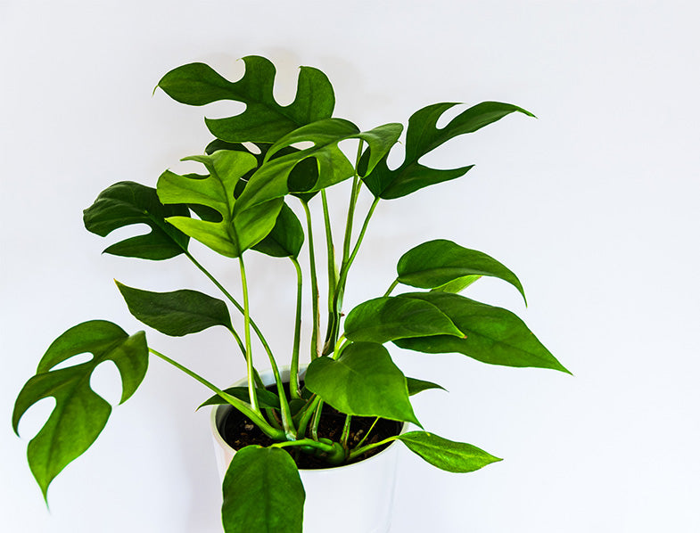 Mini Monstera (Rhaphidophora tetrasperma)