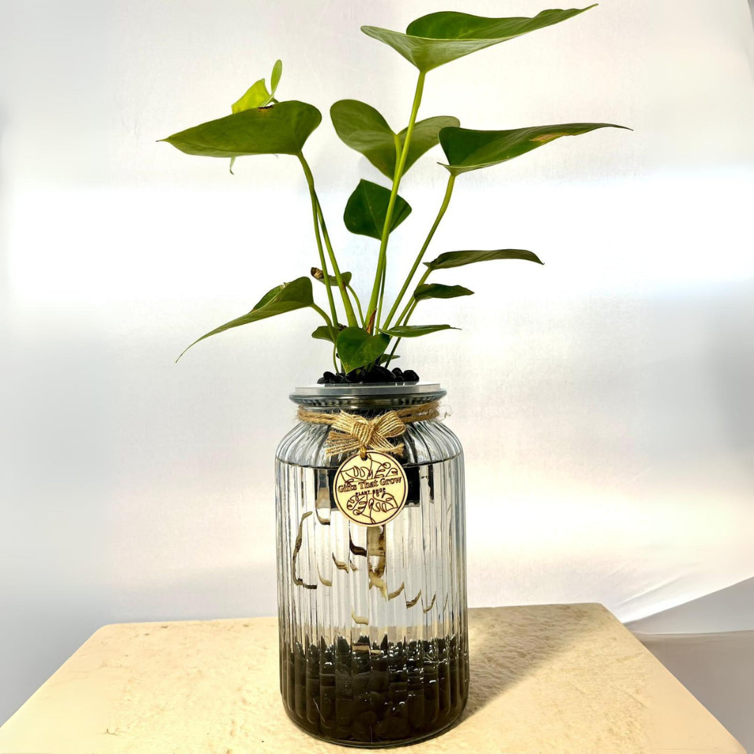 Anthurium