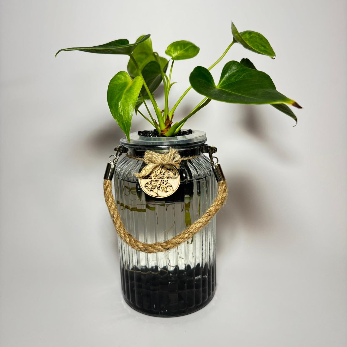 Anthurium