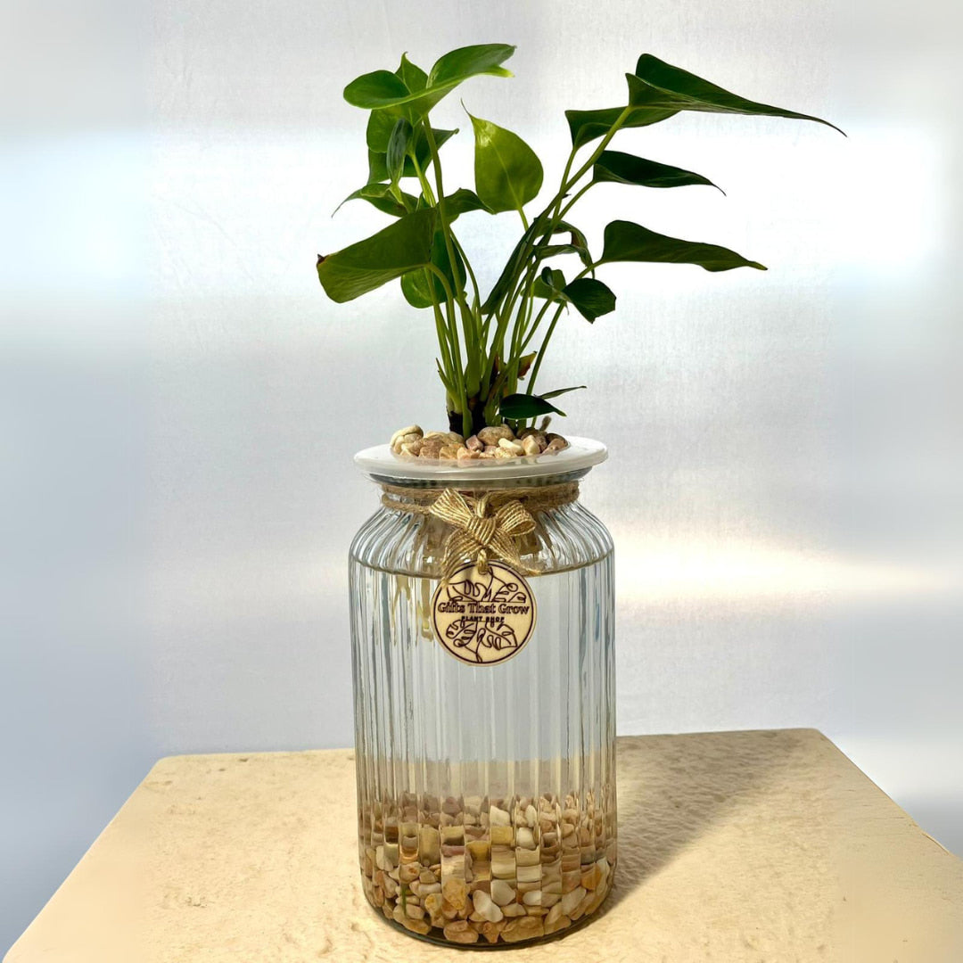 Anthurium