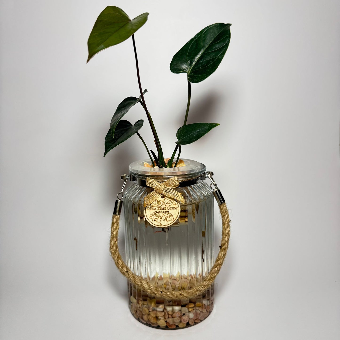 Anthurium