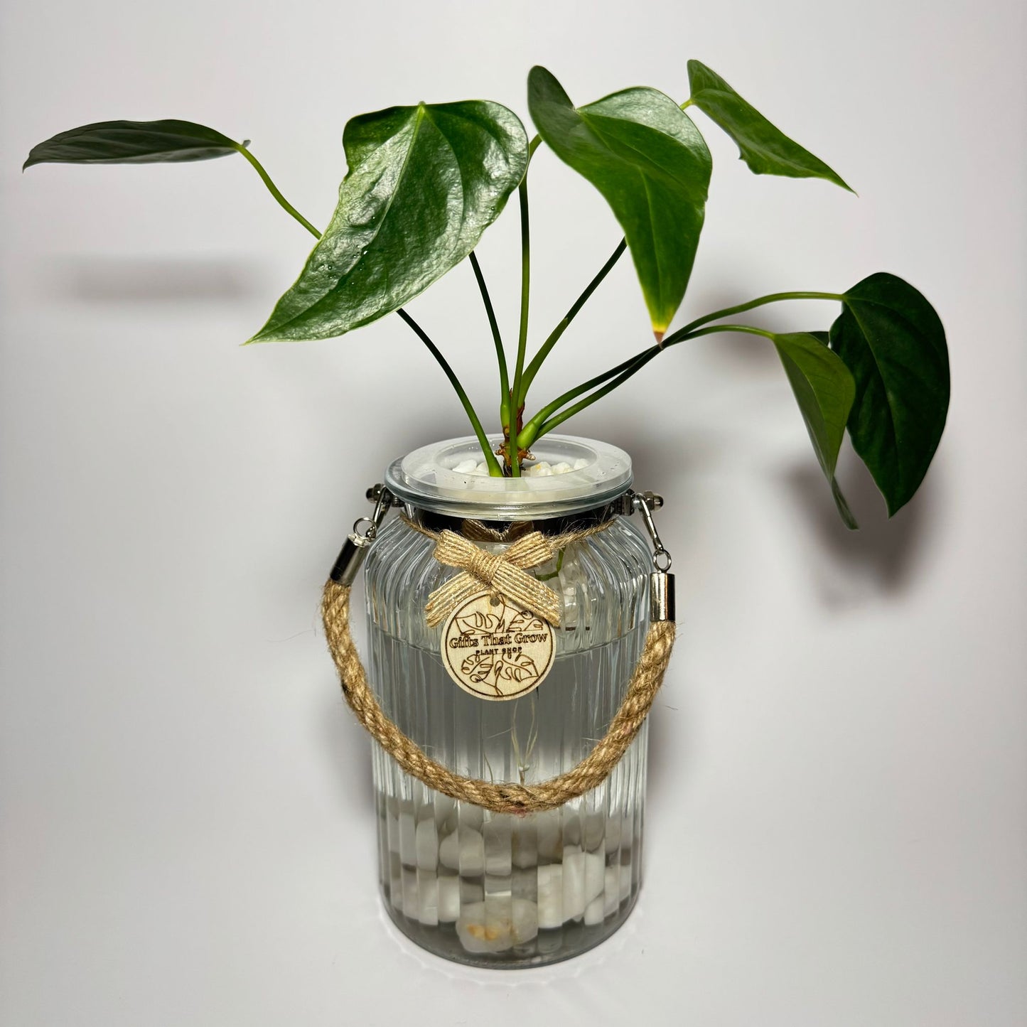 Anthurium