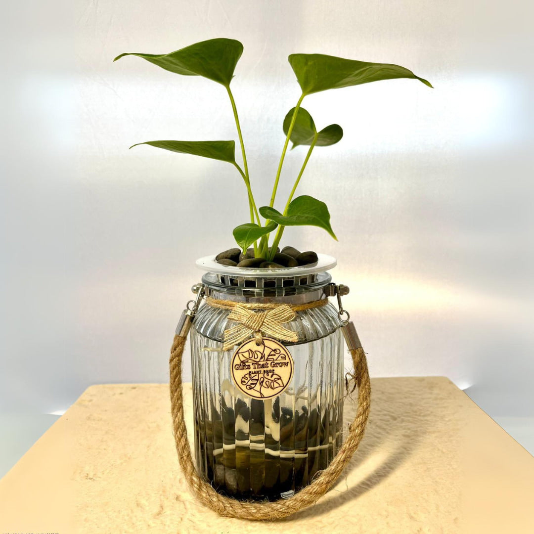 Anthurium