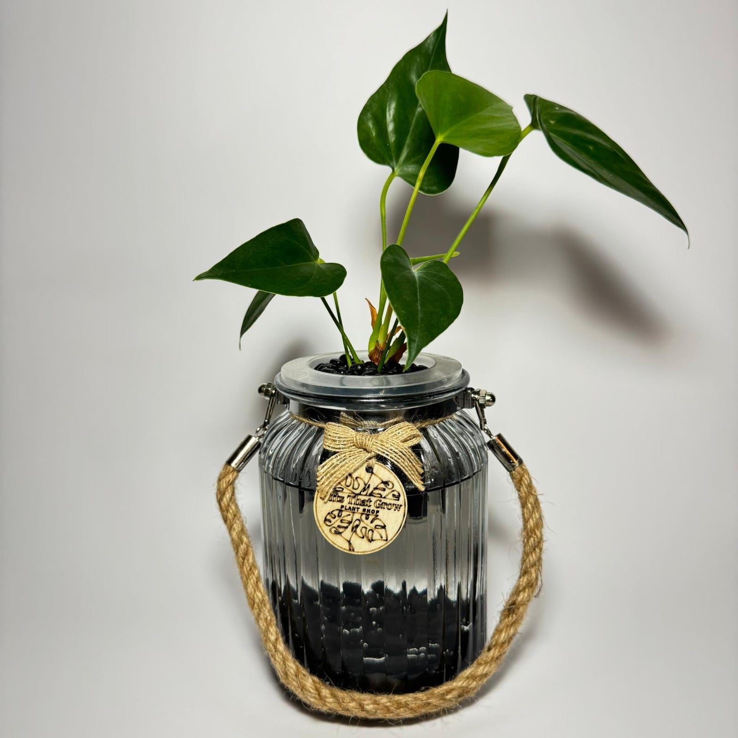 Anthurium