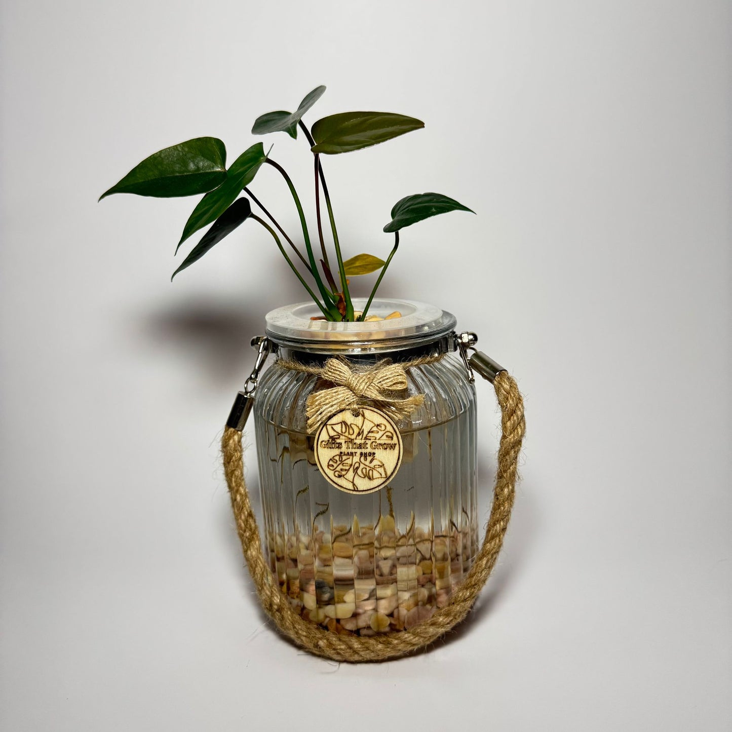 Anthurium