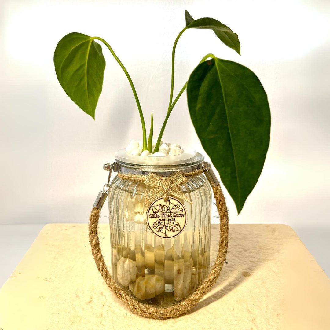Anthurium