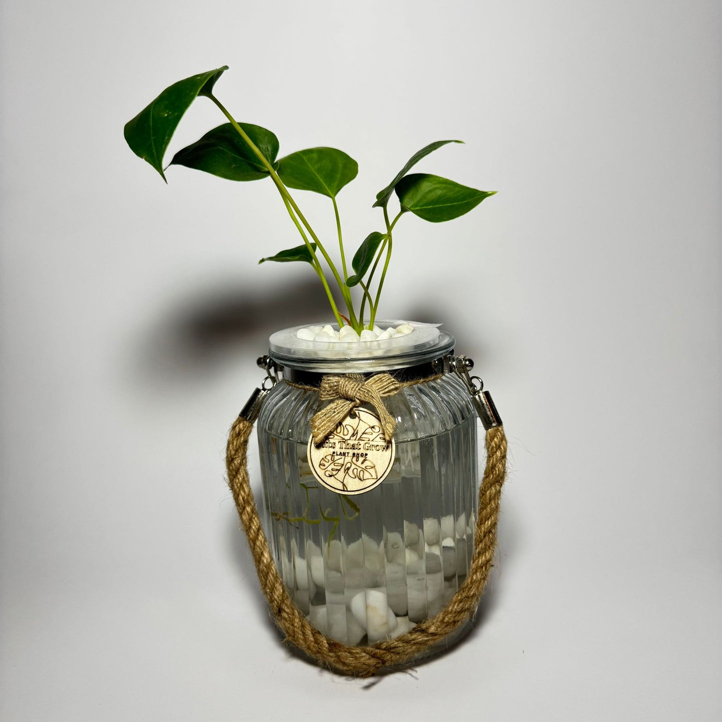 Anthurium