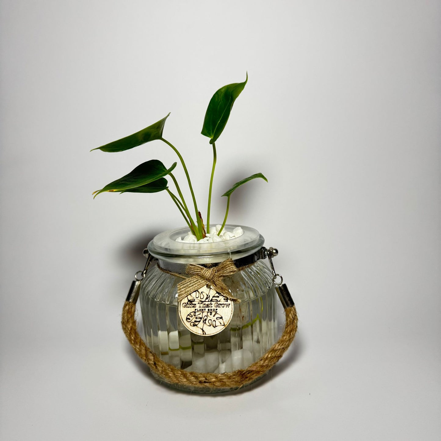Anthurium