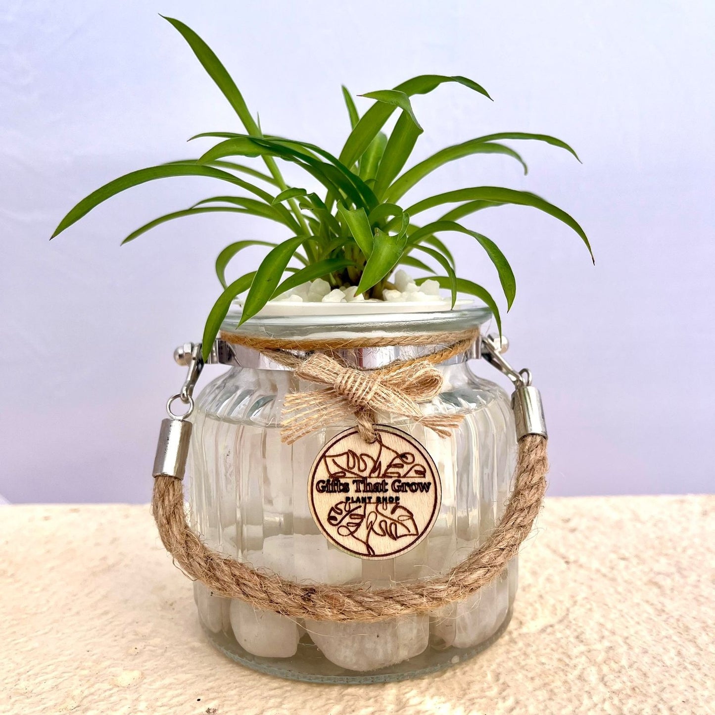 Spider Plant Green (Chlorophytum Comosum)