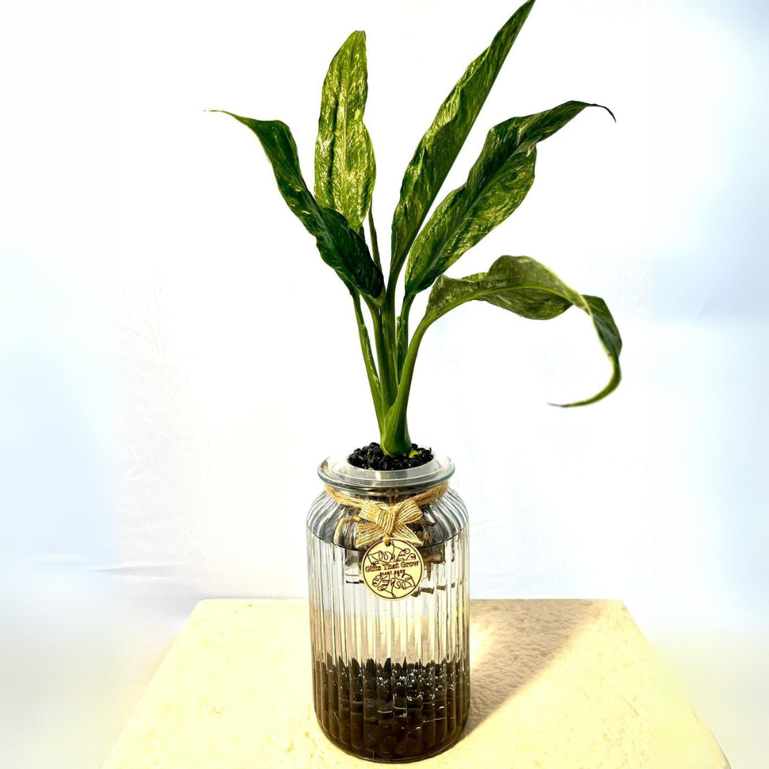 Peace Lily (Spathiphyllum Domino)