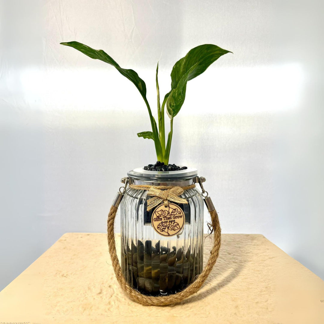 Peace Lily (Spathiphyllum Domino)