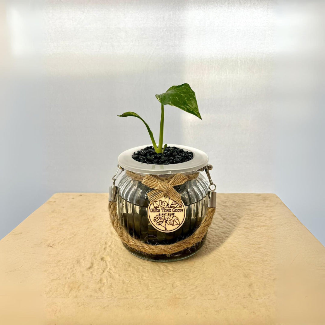 Peace Lily (Spathiphyllum Domino)
