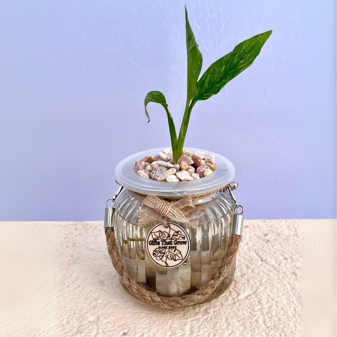 Peace Lily (Spathiphyllum Domino)