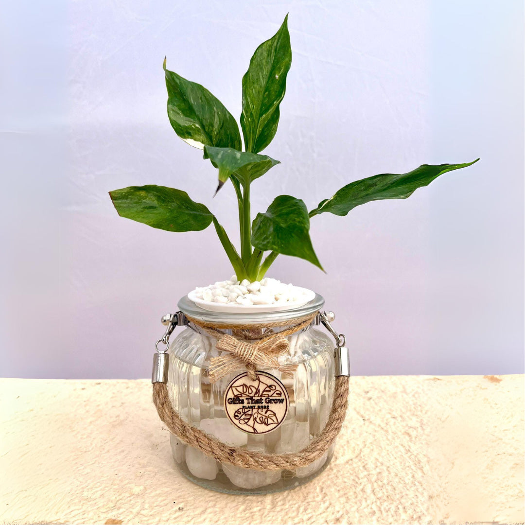 Peace Lily (Spathiphyllum Domino)