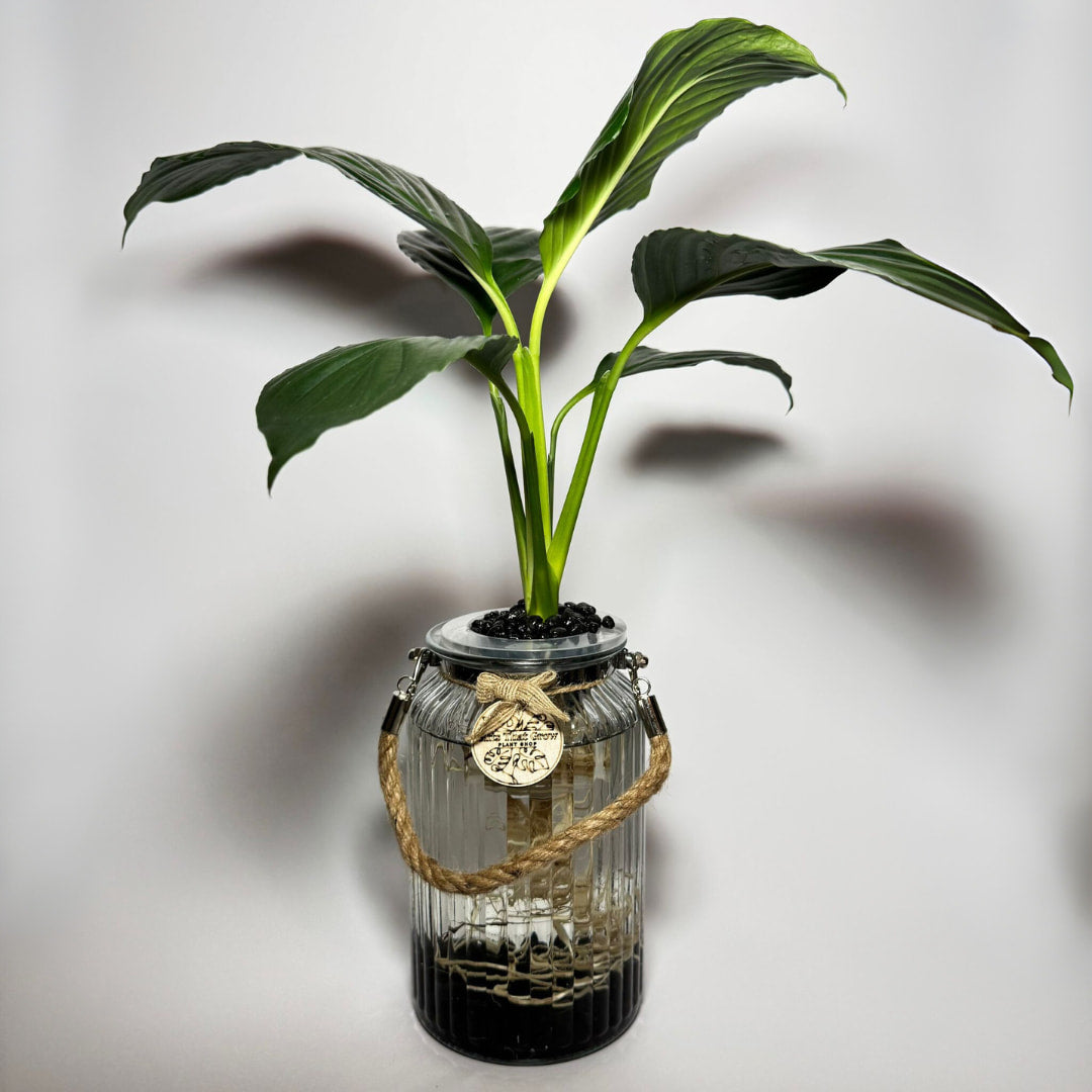 Peace Lily (Spathiphyllum sp.)