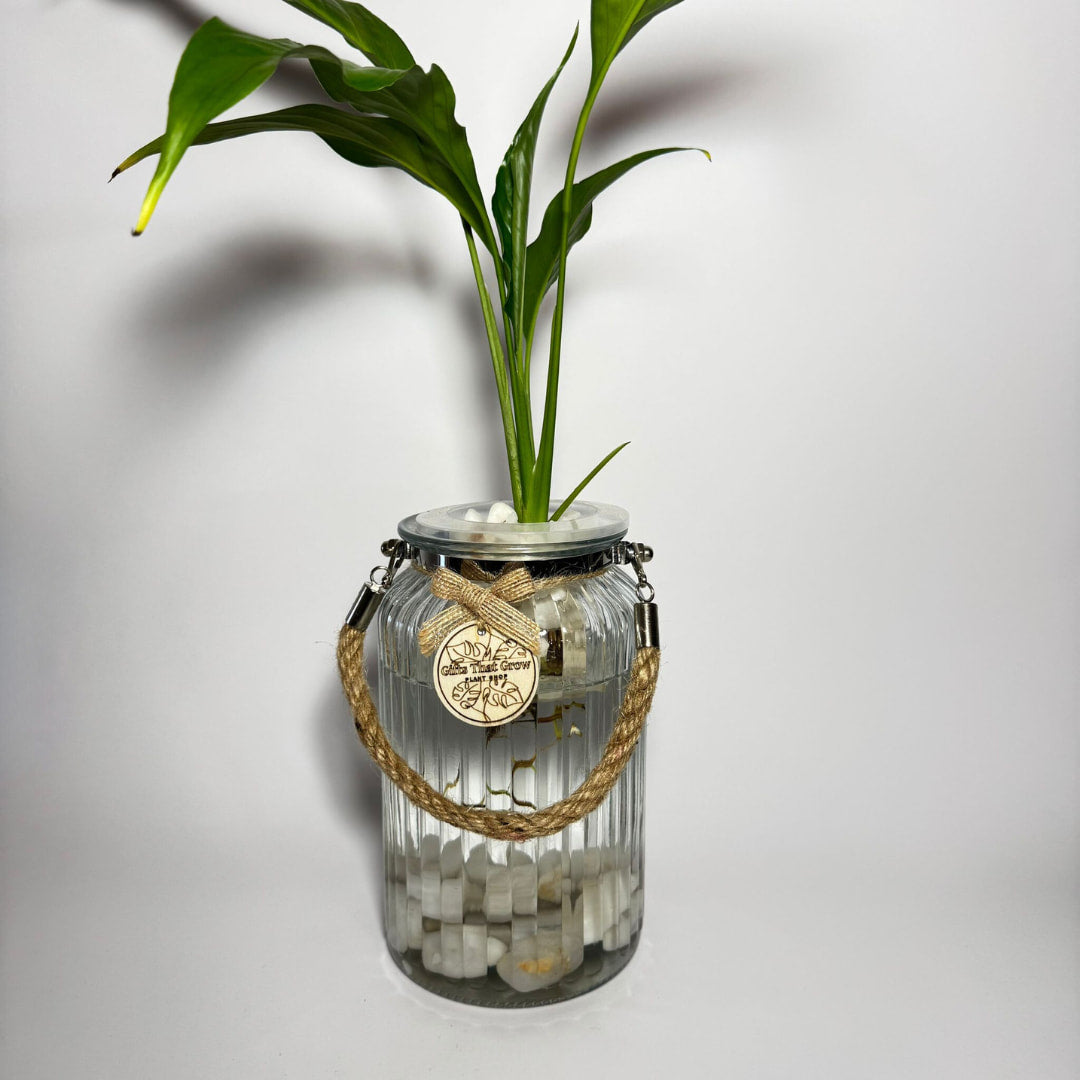 Peace Lily (Spathiphyllum sp.)