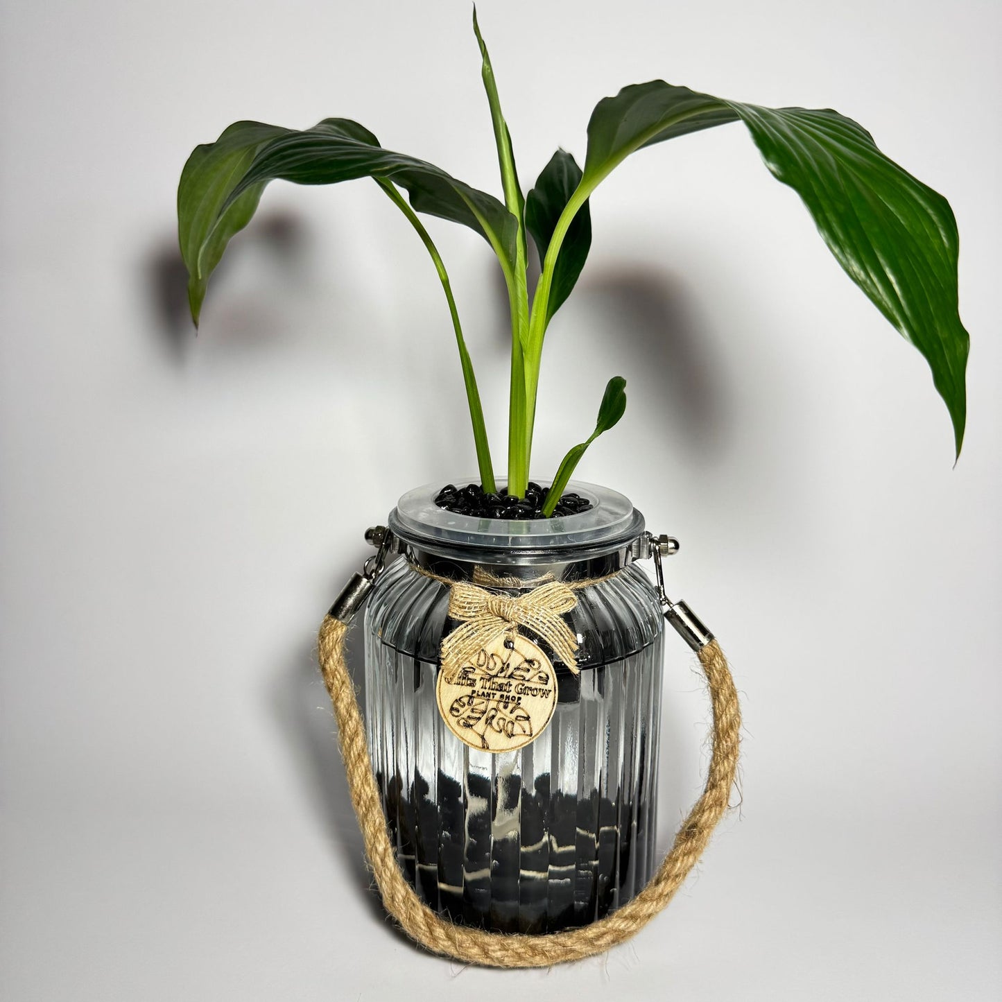 Peace Lily (Spathiphyllum sp.)