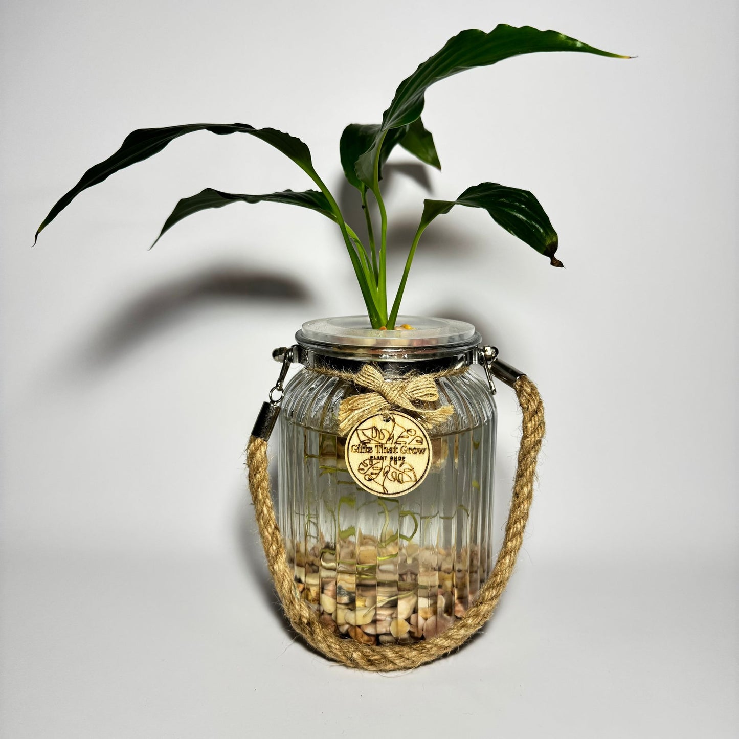 Peace Lily (Spathiphyllum sp.)