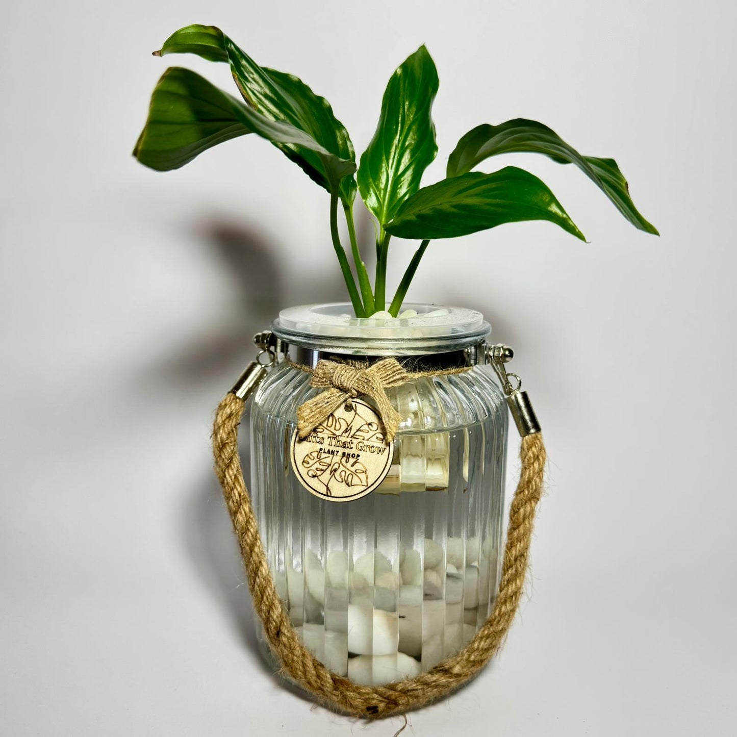 Peace Lily (Spathiphyllum sp.)