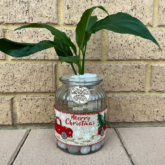 Peace Lily - Christmas Edition